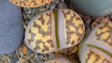 Mesembs (Lithops dorotheae) South African plant from Namibia in the botanical collection of supersucculent plants