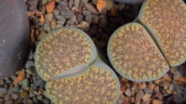 Mesembs (Lithops verruculosa) South African plant from Namibia in the botanical collection of supersucculent plants