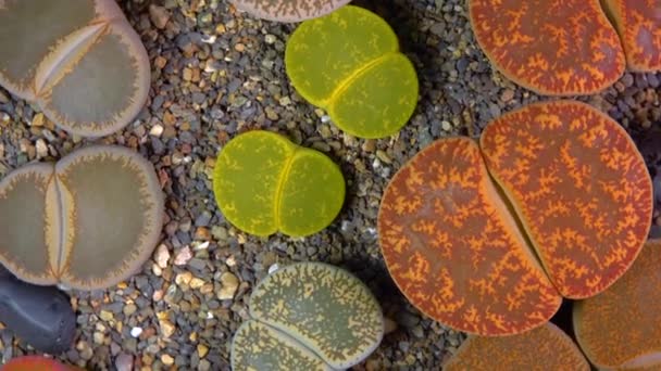 Mesembs Lithops Lesliei Νοτιοαφρικανικό Φυτό Από Ναμίμπια Στη Βοτανική Συλλογή — Αρχείο Βίντεο