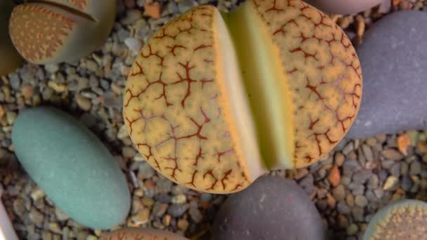 Mesembs Lithops Gracilidelineata South African Plant Namibia Botanical Collection Supersucculent — Vídeo de stock