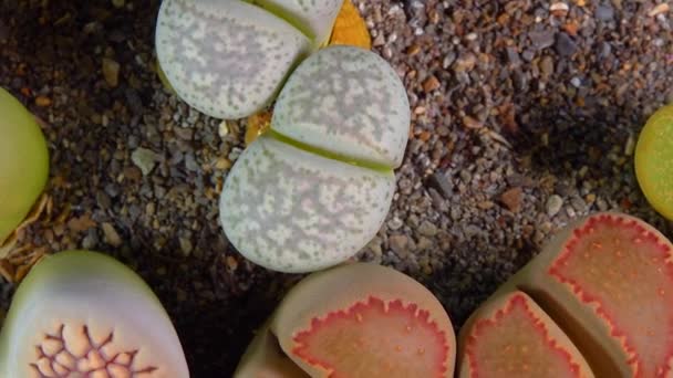 Mesembs Lithops Francisci South African Plant Namibia Botanical Collection Supersucculent — Vídeo de stock