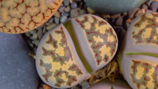 Мезембы Lithops Dorotheae Южноафриканское Растение Намибии Ботанической Коллекции Сверхтекучих Растений — стоковое видео