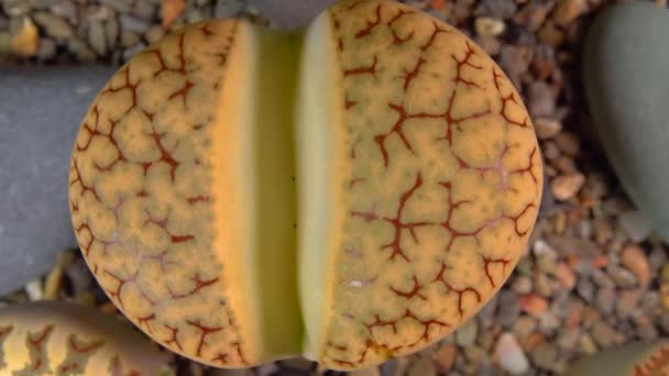 Mesembs Lithops Gracilidelineata Южноафриканское Растение Намибии Ботанической Коллекции Сверхтекучих Растений — стоковое видео