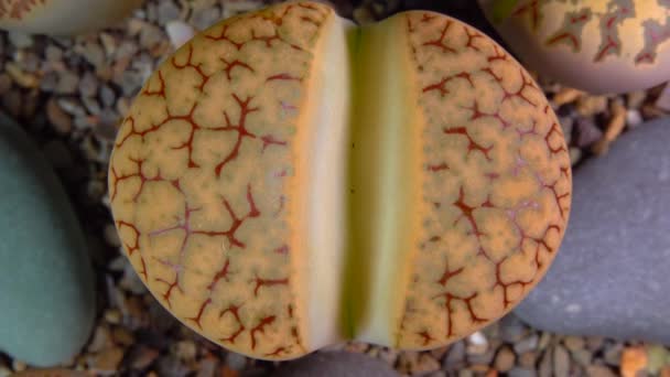 Mesembs Lithops Gracilidelineata South African Plant Namibia Botanical Collection Supersucculent — 图库视频影像