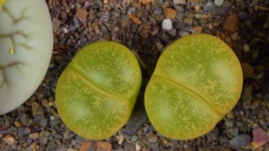 Mesembs (Lithops lesliei) South African plant from Namibia in the botanical collection of supersucculent plants