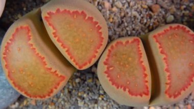 Mesembs (Lithops  julii ssp. fulleri v. rouxii) South African plant from Namibia in the botanical collection of supersucculent plants