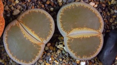 Mesembs (Lithops lesliei) South African plant from Namibia in the botanical collection of supersucculent plants