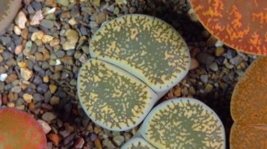 Mesembs (Lithops lesliei) South African plant from Namibia in the botanical collection of supersucculent plants