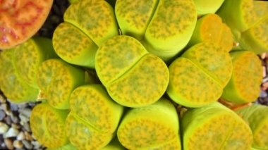 Mesembs (Lithops bromfieldii v. insularis 'Sulphurea') South African plant from Namibia in the botanical collection of supersucculent plants