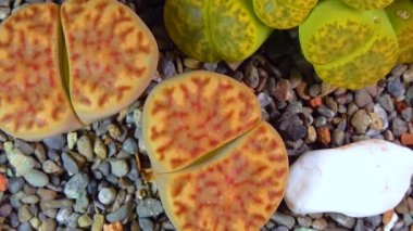 Mesembs (Lithops bromfeldii) South African plant from Namibia in the botanical collection of supersucculent plants