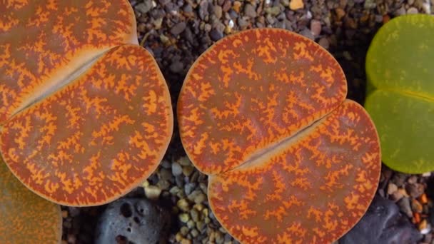 Мезембы Lithops Aucampia Южноафриканское Растение Намибии Ботанической Коллекции Сверхтекучих Растений — стоковое видео