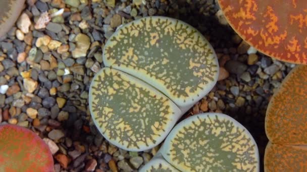 Mesembs Lithops Lesliei South African Plant Namibia Botanical Collection Supersucculent — Vídeo de Stock
