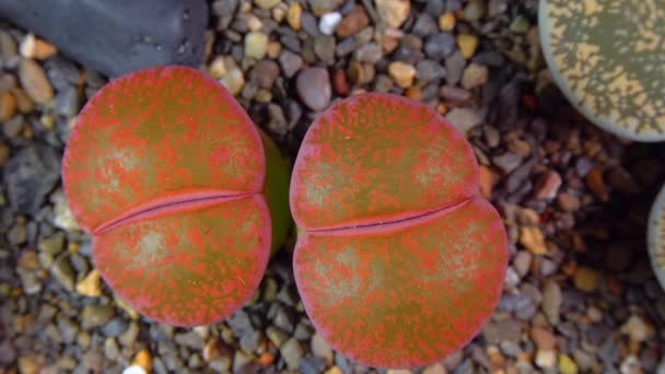 Mesembs Lithops Lesliei South African Plant Namibia Botanical Collection Supersucculent — Stockvideo