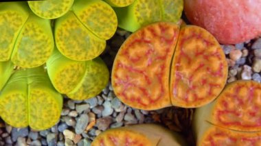 Mesembs (Lithops bromfeldii) South African plant from Namibia in the botanical collection of supersucculent plants