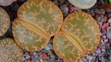 Mesembs (Lithops aucampia) South African plant from Namibia in the botanical collection of supersucculent plants