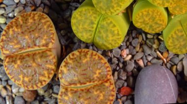 Mesembs (Lithops bromfeldii) South African plant from Namibia in the botanical collection of supersucculent plants