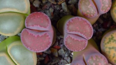Mesembs (Lithops salicola f. bahus) South African plant from Namibia in the botanical collection of supersucculent plants
