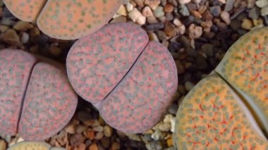 Mesembs (Lithops fulviceps) South African plant from Namibia in the botanical collection of supersucculent plants