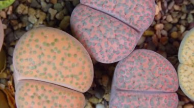 Mesembs (Lithops fulviceps) South African plant from Namibia in the botanical collection of supersucculent plants