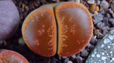Mesembs (Lithops aucampia) South African plant from Namibia in the botanical collection of supersucculent plants