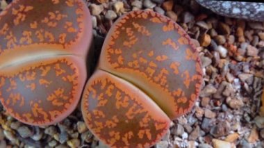 Mesembs (Lithops aucampia) South African plant from Namibia in the botanical collection of supersucculent plants