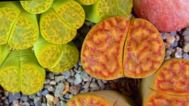 Южноафриканское Растение Methops Lithops Bromfeldii Нибии Ботанической Коллекции Суперсуккулентных Растений — стоковое видео