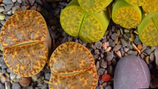 Mesembs Lithops Bromfeldii South African Plant Namibia Botanical Collection Supersucculent — Vídeo de stock