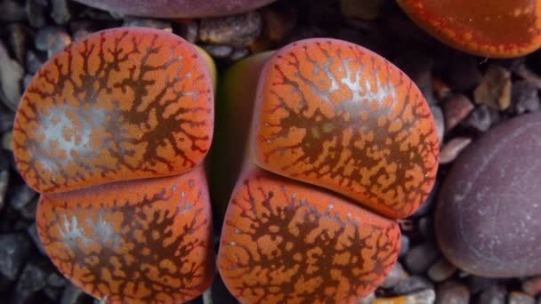 Мезембы Lithops Aucampia Южноафриканское Растение Намибии Ботанической Коллекции Сверхтекучих Растений — стоковое видео
