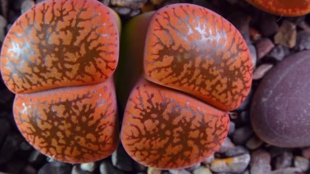 Mesembs Lithops Aucampia South African Plant Namibia Botanical Collection Supersucculent — Vídeo de Stock