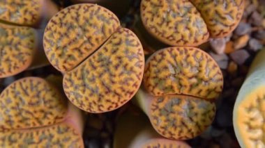 Mesembs (Lithops bromfeldii) South African plant from Namibia in the botanical collection of supersucculent plants