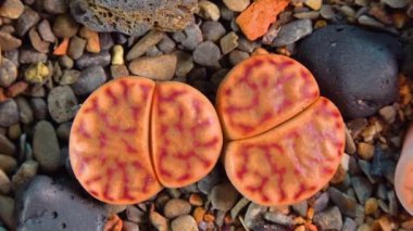 Mesembs (Lithops bromfeldii) South African plant from Namibia in the botanical collection of supersucculent plants