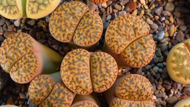 Mesembs Lithops Bromfeldii South African Plant Namibia Botanical Collection Supersucculent — Wideo stockowe