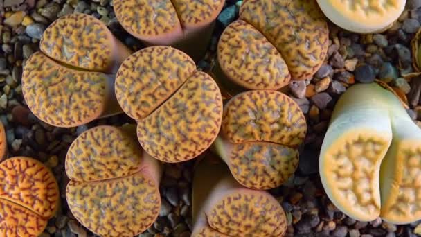 Mesembs Lithops Bromfeldii South African Plant Namibia Botanical Collection Supersucculent — Stockvideo