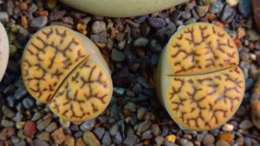Mesembs (Lithops bromfeldii var. mennellii) South African plant from Namibia in the botanical collection of supersucculent plants
