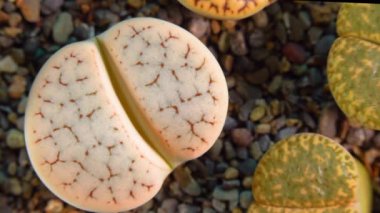 Mesembs (Lithops gracilidelineata) South African plant from Namibia in the botanical collection of supersucculent plants
