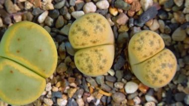 Mesembs (Lithops dinteri) South African plant from Namibia in the botanical collection of supersucculent plants