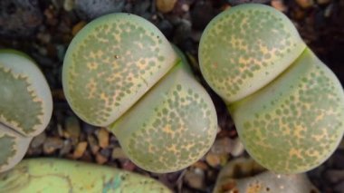Mesembs (Lithops terricolor) South African plant from Namibia in the botanical collection of supersucculent plants
