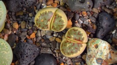 Mesembs (Lithops dorotheae) South African plant from Namibia in the botanical collection of supersucculent plants