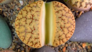 Mesembs (Lithops gracilidelineata) South African plant from Namibia in the botanical collection of supersucculent plants