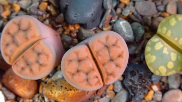 Mesembs Lithops Karasmontana South African Plant Namibia Botanical Collection Supersucculent — Wideo stockowe