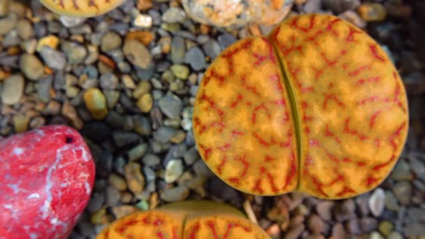 Южноафриканское Растение Methops Lithops Bromfeldii Нибии Ботанической Коллекции Суперсуккулентных Растений — стоковое видео