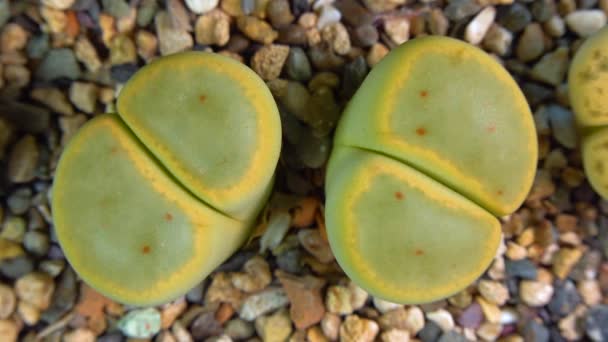 Mesembs Lithops Dinteri Νοτιοαφρικανικό Φυτό Από Ναμίμπια Στη Βοτανική Συλλογή — Αρχείο Βίντεο