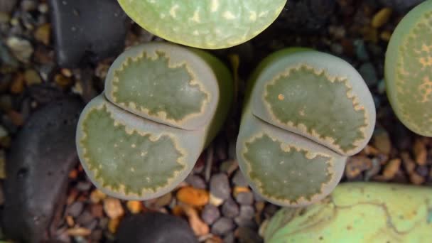 Mesembs (Lithops salicola) South African plant from Namibia in the botanical collection of supersucculent plants