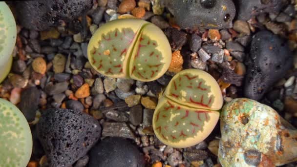 Mesembs Lithops Dorotheae South African Plant Namibia Botanical Collection Supersucculent — Vídeo de stock