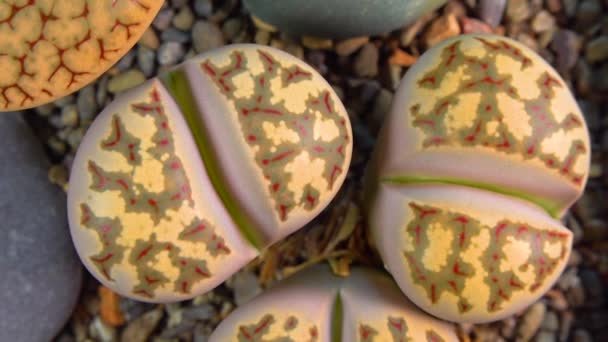 Mesembs Lithops Dorotheae South African Plant Namibia Botanical Collection Supersucculent — 图库视频影像