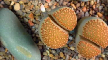 Mesembs (Lithops villetii) South African plant from Namibia in the botanical collection of supersucculent plants