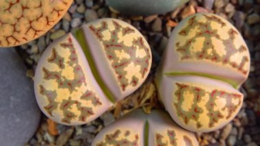 Mesembs (Lithops dorotheae) South African plant from Namibia in the botanical collection of supersucculent plants