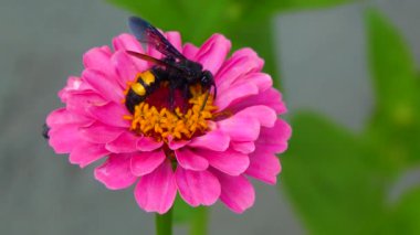Wasp (Scolia hirta) collects nectar from blooming flowers