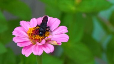 Wasp (Scolia hirta) collects nectar from blooming flowers