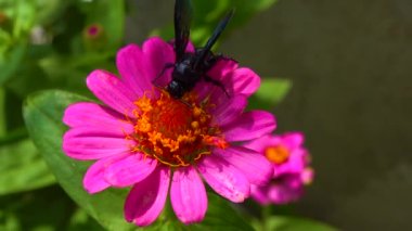 Wasp (Scolia hirta) collects nectar from blooming flowers